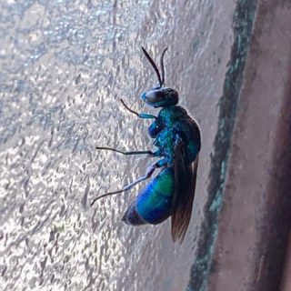 今年も我が家にやってきてくれた色鮮やかな“玉虫色した,,虫さん🧐そんなに多い虫なのか⁉️
それにしても虫は苦手ですが、綺麗なブルーを放つ見惚れるほどの玉虫色🌃😌
#虫 #玉虫色#危うく🐕に潰されそうになった#綺麗